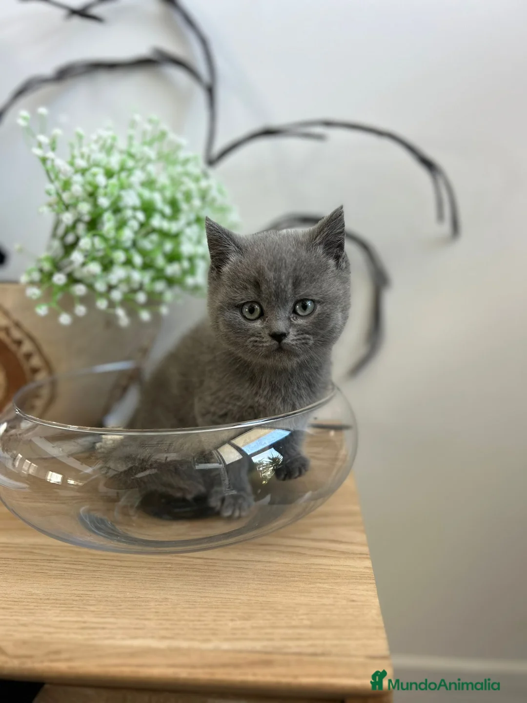 Británico de Pelo Corto gatos en venta: British shorthair  - Anuncio 2