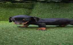 Teckel Miniatura perros en venta: teckel canichen  negro fuego  - Imagen 15