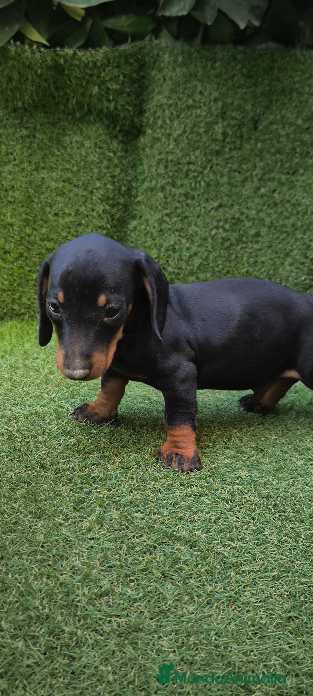 Teckel Miniatura perros en venta: teckel canichen  negro fuego  - Imagen 15