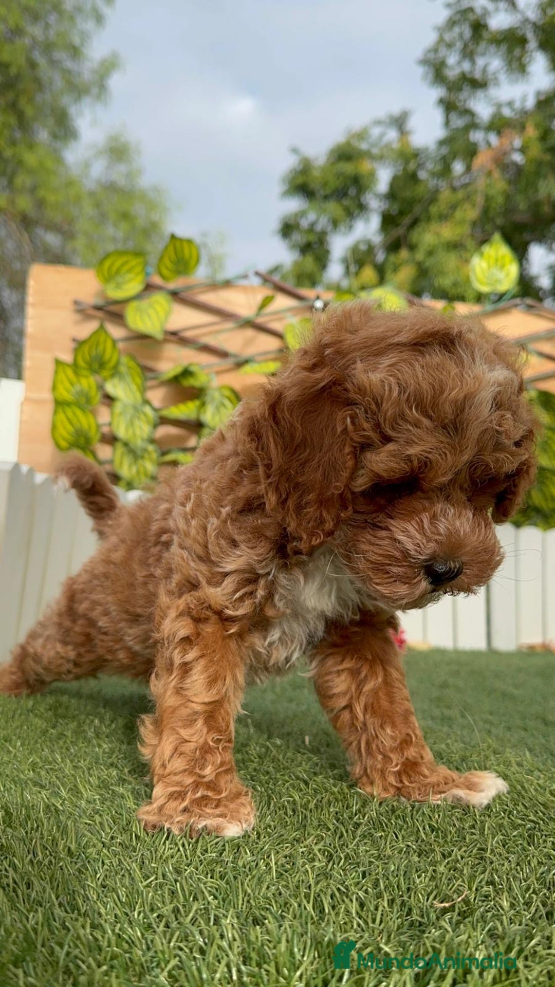 Caniche Toy perros en venta: CANICHE TOY MACHO - Imagen 6