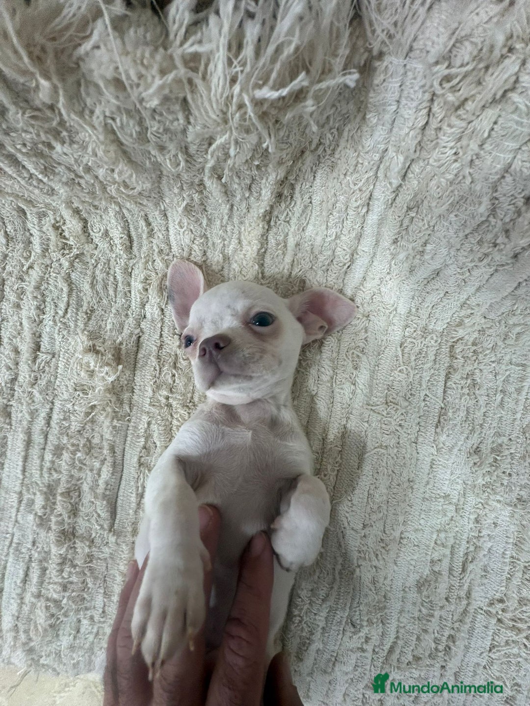 Chihuahua perros en venta: Chihuahua toy  - Anuncio 9