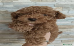 Caniche Toy perros en venta: Hembras toy disponibles - Imagen 1