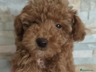 Caniche Toy perros - Anuncio 2