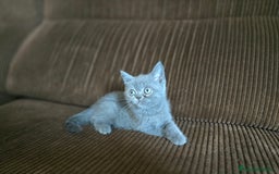Scottish Straight gatos en venta: Gatcot.com - Imagen 5