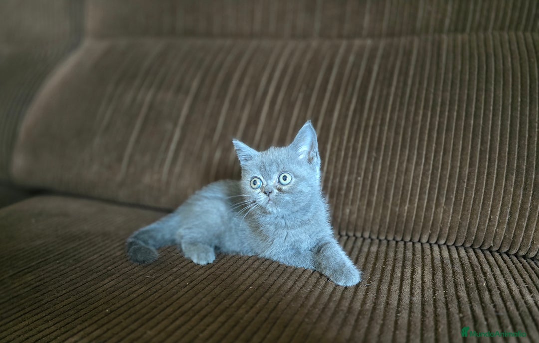 Scottish Straight gatos en venta: Gatcot.com - Imagen 5