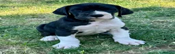 Dogo Alemán perros en venta: Dogo  Alemán  - Anuncio 2