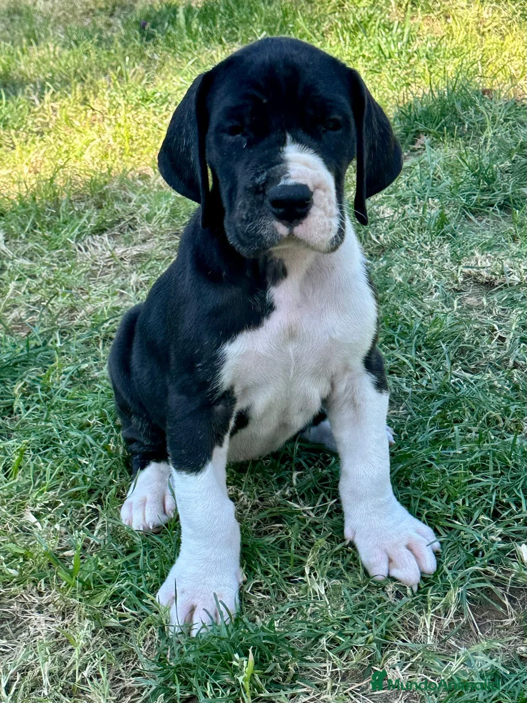 Dogo Alemán perros en venta: Dogo  Alemán  - Anuncio 2