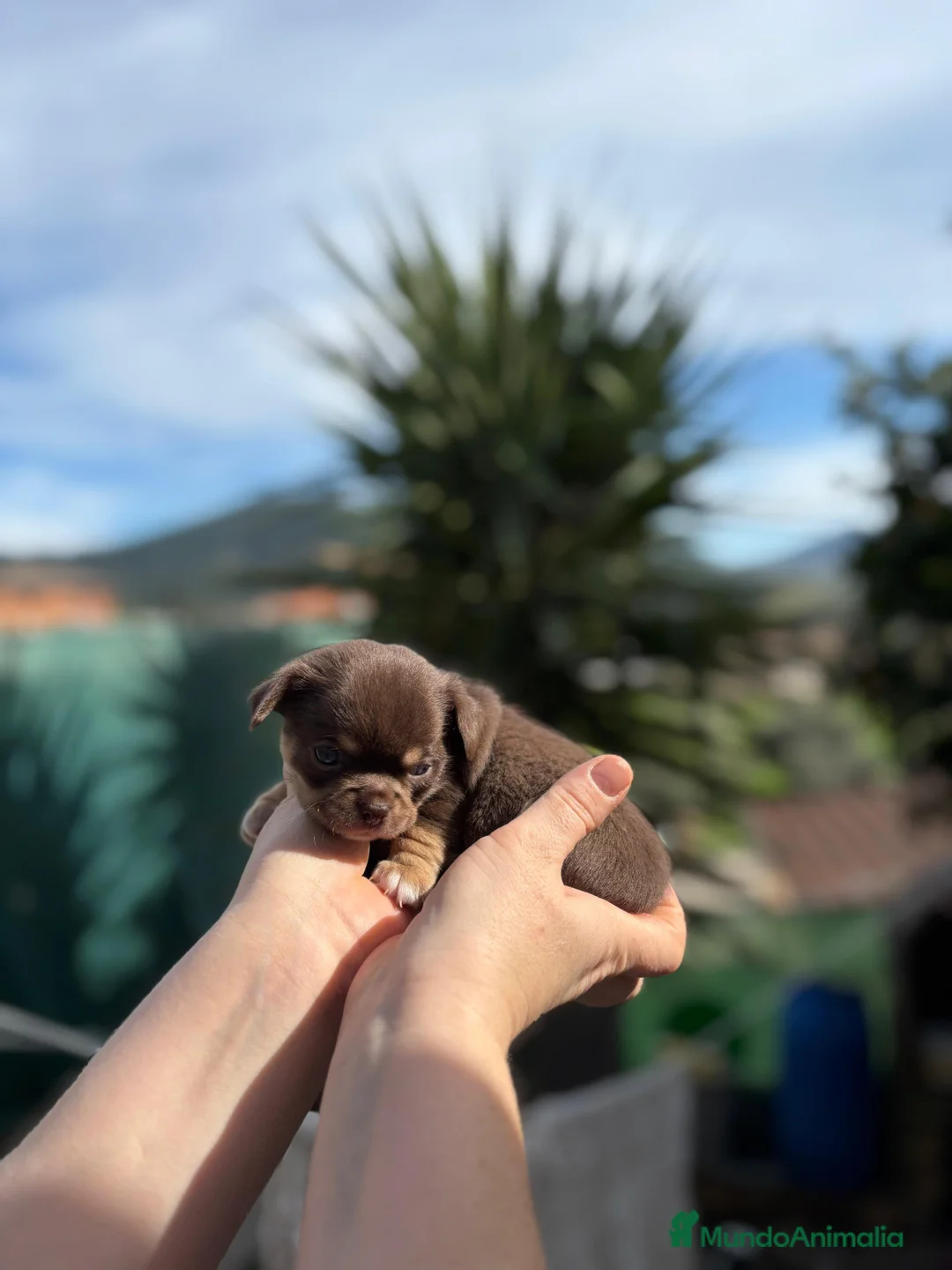 Chihuahua perros en venta: Machitos línea rusa chocolate y Isabella  - Anuncio 5