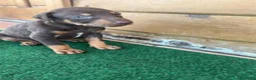Dobermann perros en venta: Dobermann - Anuncio 6