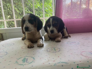 Beagle perros - Anuncio 5