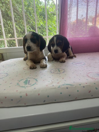 Beagle perros - Anuncio 4