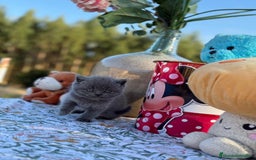 Británico de Pelo Corto gatos en venta: Preciosos british machos - Imagen 3