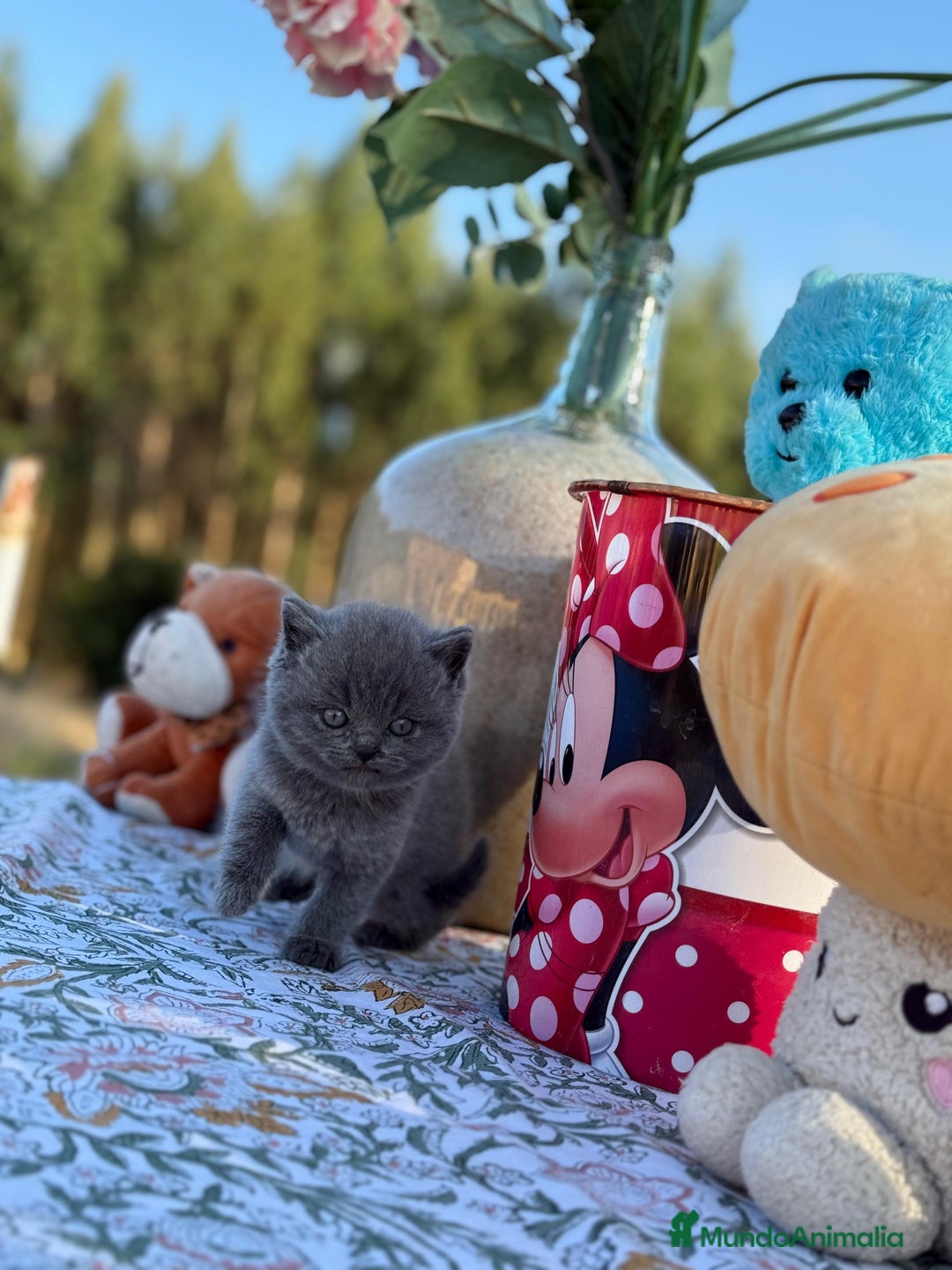 Británico de Pelo Corto gatos en venta: Preciosos british machos - Imagen 3