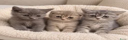 Scottish Straight gatos en venta: SCOTTISH FOLD & SCOTTISH STRAIGHT 🤍🐱 - Anuncio 1