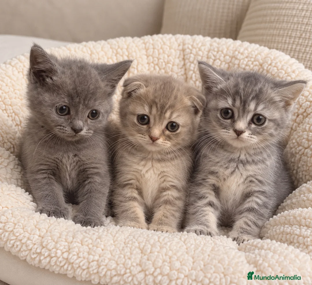 Scottish Straight gatos en venta: SCOTTISH FOLD & SCOTTISH STRAIGHT 🤍🐱 - Anuncio 1