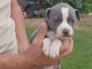 American Staffordshire-Terrier perros - Anuncio 16