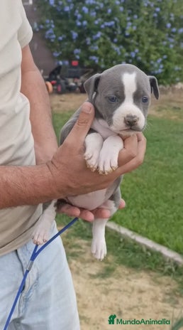 American Staffordshire-Terrier perros - Anuncio 1