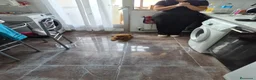 Caniche Toy perros en venta: Impresionante hembra de caniche toy - Anuncio 3