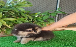 Pomerania perros en venta: Pomerania Toy  - Imagen 5