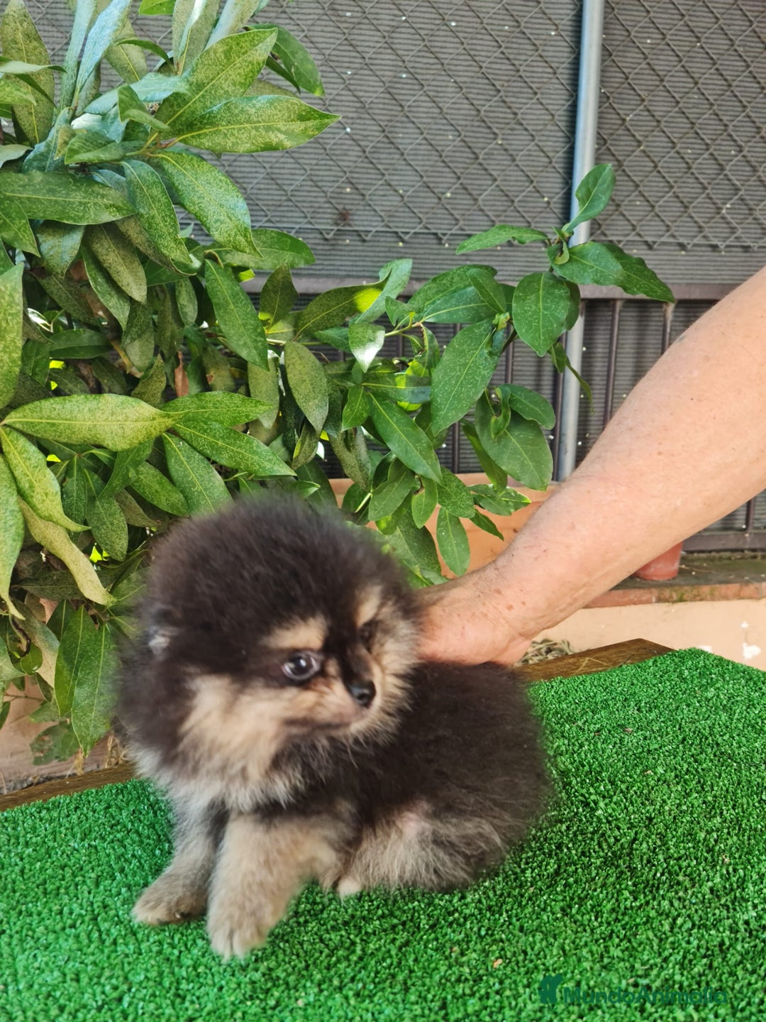 Pomerania perros en venta: Pomerania Toy  - Imagen 5