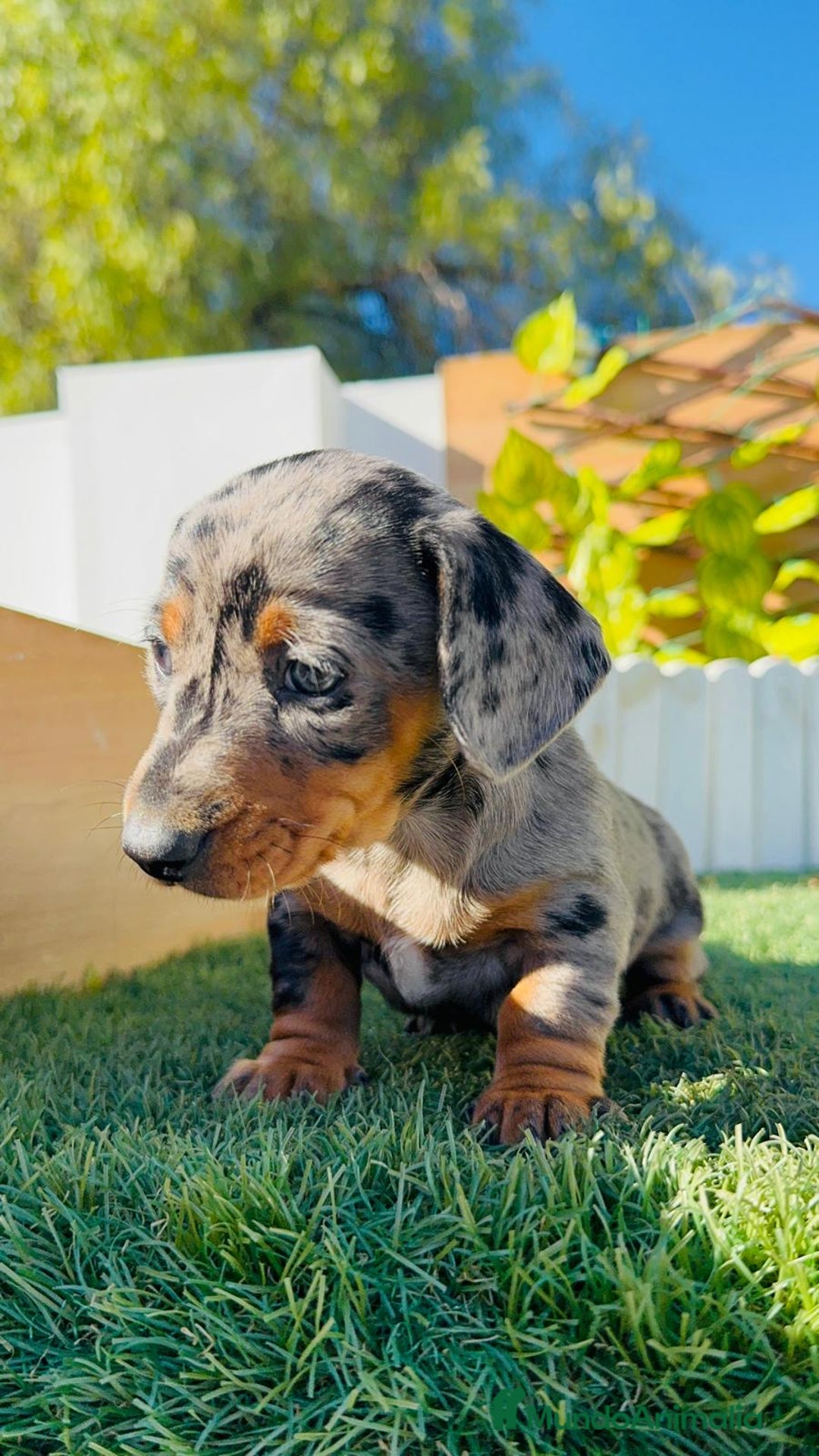 Teckel Miniatura perros en venta: TECKEL MINIATURA HEMBRA - Anuncio 10