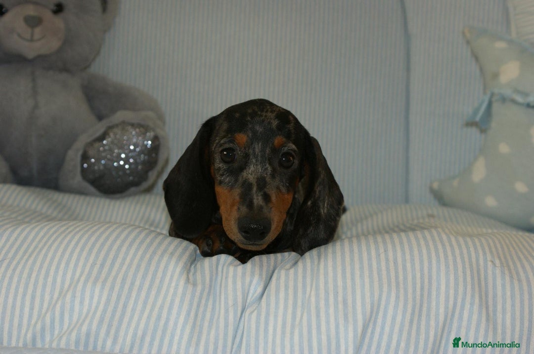 Teckel perros en venta: TECKEL KANINCHEN ARLEQUÍN PLATA  - Anuncio 3