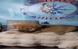 Raza Mixta perros en venta: Cachorros de sharpei con husky Siberiano  - Imagen 3
