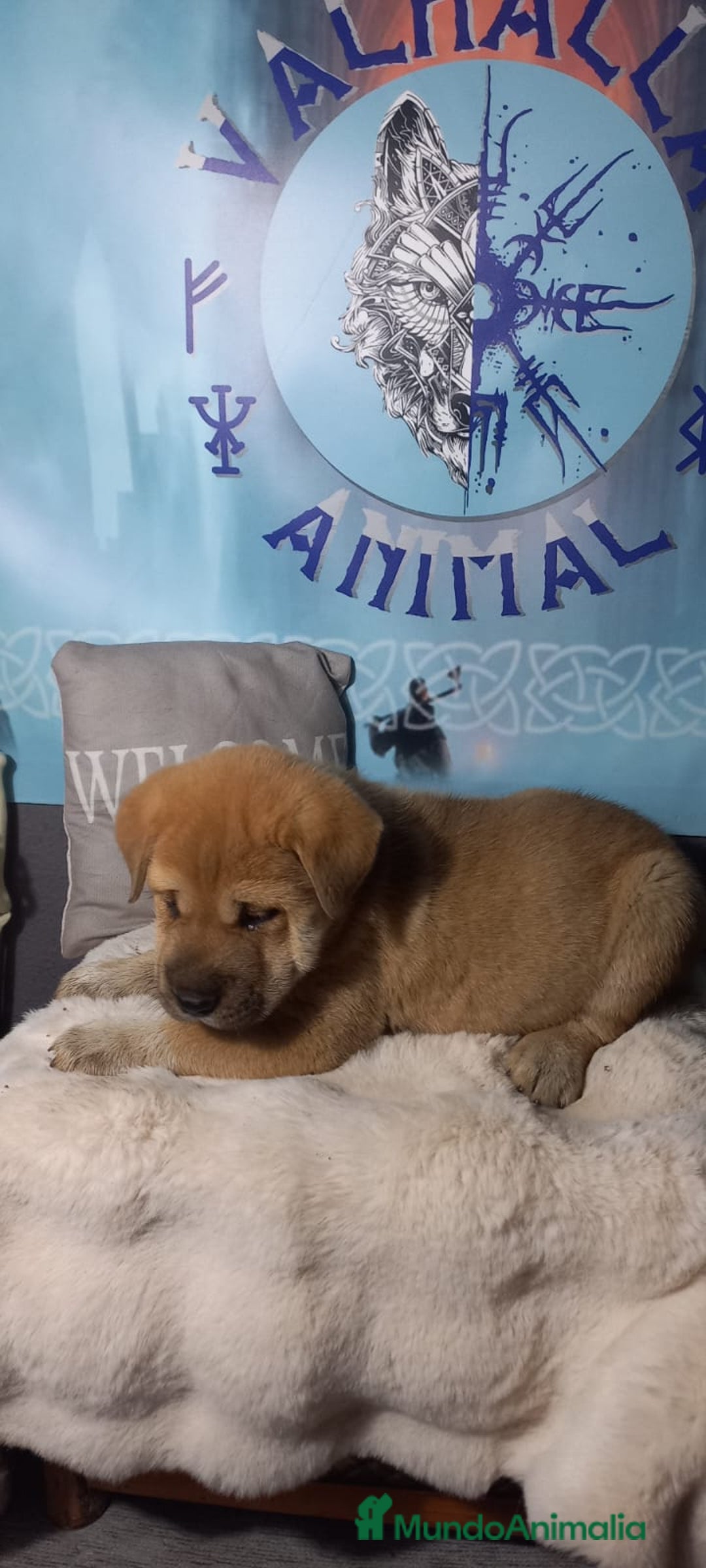 Raza Mixta perros en venta: Cachorros de sharpei con husky Siberiano  - Imagen 3