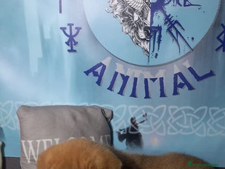 Raza Mixta perros Cachorros de sharpei con husky Siberiano - Anuncio 16