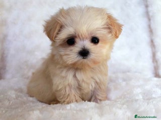 Maltipoo perros maltipoo - Anuncio 1