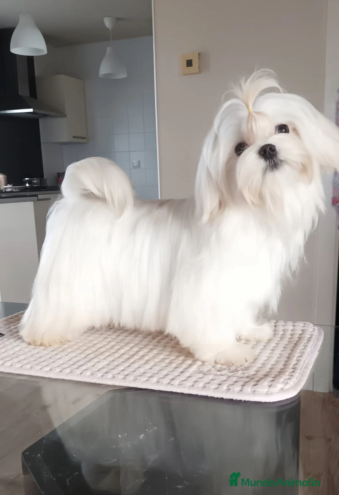 Bichón Maltés perros en venta: EJEMPLARES DE BICHÓN MALTÉS  - Anuncio 1