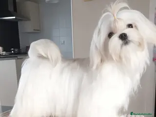 Bichón Maltés perros EJEMPLARES DE BICHÓN MALTÉS - Anuncio 1