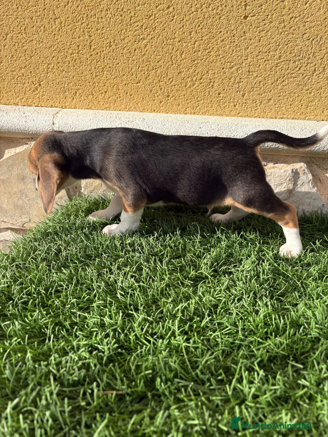 Beagle perros en venta: Preciosos cachorros de Beagle  - Anuncio 21