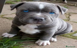 American Pit Bull Terrier perros en venta: AMERICAN PITBULL CACHORROS  608 76 13 65 - Imagen 1