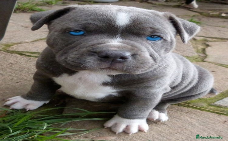 American Pit Bull Terrier perros - Anuncio 4