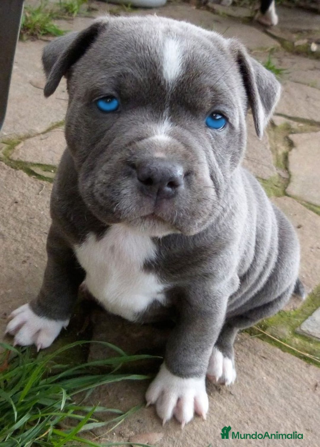 American Pit Bull Terrier perros en venta: AMERICAN PITBULL CACHORROS  608 76 13 65 - Imagen 1