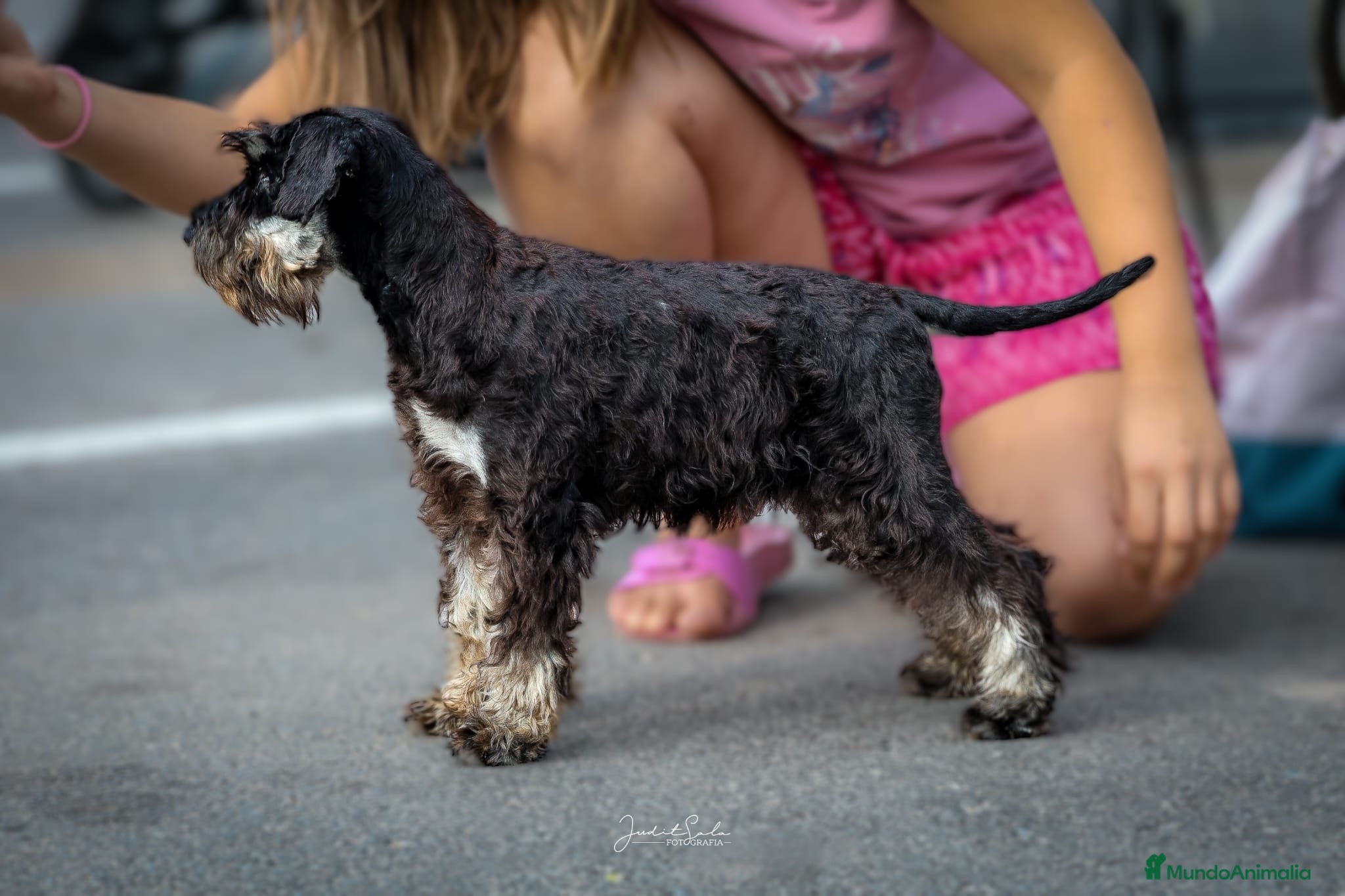 Schnauzer Miniatura perros Machos de schnauzer miniatura  - Anuncio 1