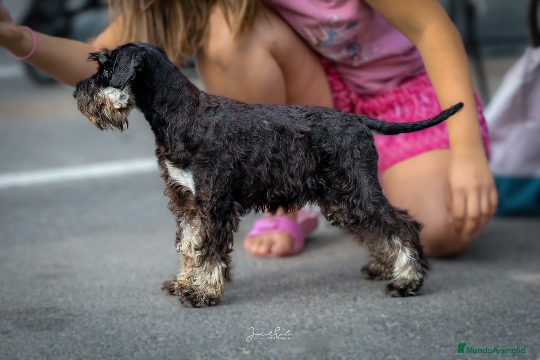 Schnauzer Miniatura perros en venta: Machos de schnauzer miniatura  - Anuncio 1