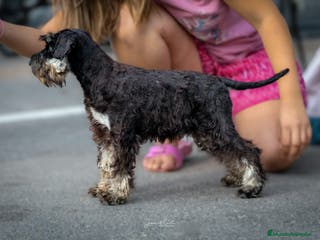 Schnauzer Miniatura perros Machos de schnauzer miniatura - Anuncio 22