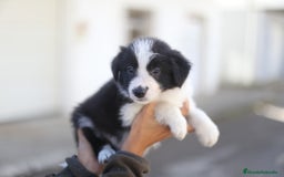 Border Collie perros en venta: Cachorros Border Collie  - Imagen 7