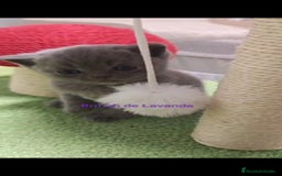 Británico de Pelo Corto gatos en venta: Gato British shorthair  - Imagen 4