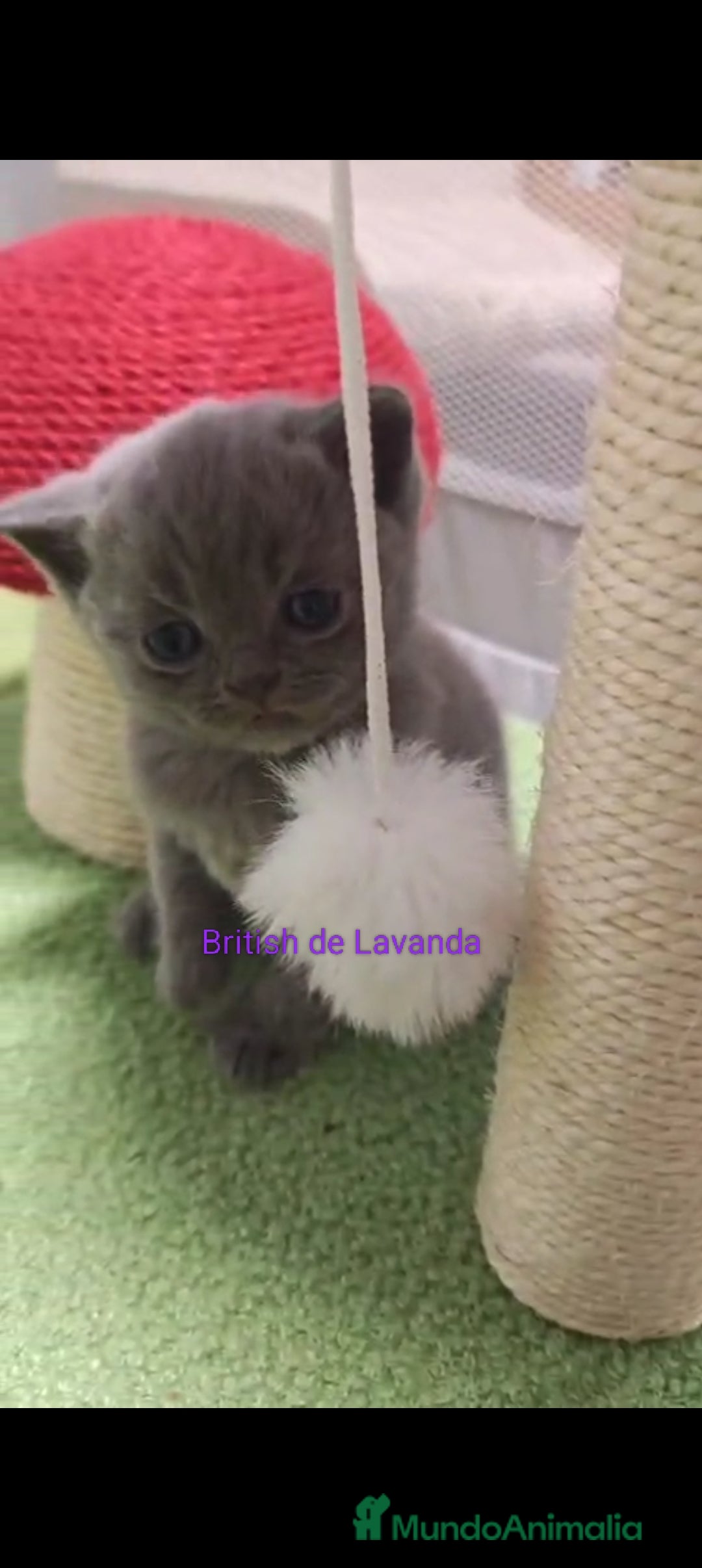 Británico de Pelo Corto gatos en venta: Gato British shorthair  - Imagen 4