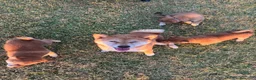 Shiba Inu perros en venta: SHIBA INU PONTEVEDRA - Anuncio 5