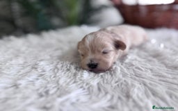 Maltipoo perros en venta: MALTIPOO MACHO - Imagen 11