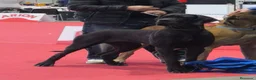 Dogo Alemán perros en venta: Próxima camada de dogo alemán negro de azul y azul en Murcia - Anuncio 4