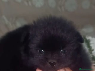 Pomerania perros Pomerania - Anuncio 1