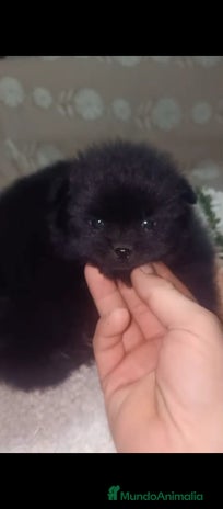 Pomerania perros Pomerania - Anuncio 8