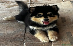Pomsky perros en venta: Pomsky miniatura f4 - Imagen 1