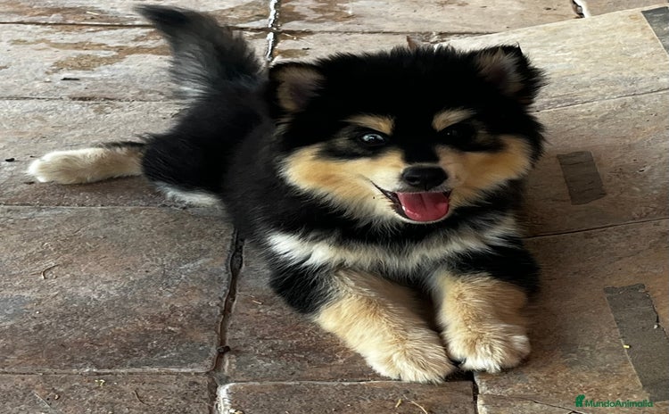 Pomsky perros - Propaganda 2
