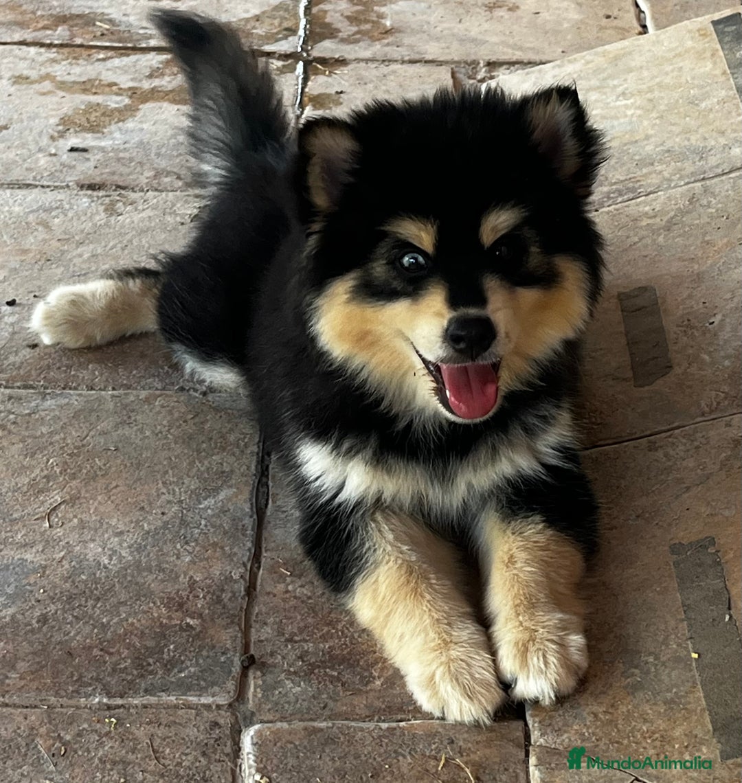 Pomsky perros en venta: Pomsky miniatura f4 - Imagen 1
